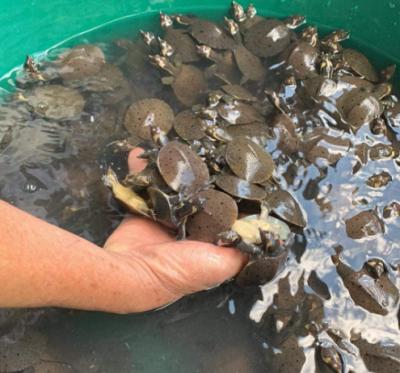 Baba giống ( baba trơn, baba gai) giá rẻ, nhanh lớn, ship tận nhà