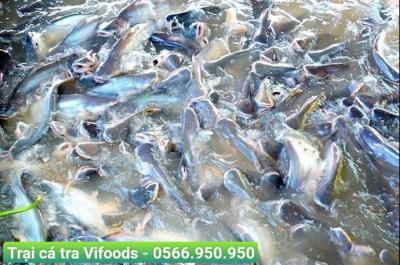 Bể nuôi cá tra: Yêu cầu và cách xây dựng