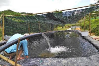 Bí quyết nuôi cá rô đồng trong bể xi măng đạt năng suất và thu nhập cao