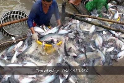 Cá basa ăn mồi gì? Một số nguồn thức ăn dành cho cá basa