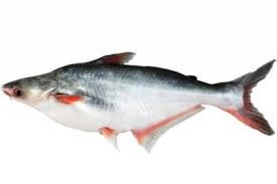 CÁ BASA GIỐNG - TRANG TRẠI CÁ GIỐNG VIFARM 