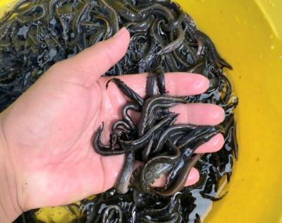 Cá chạch lấu giống đủ kích cỡ, giá rẻ, nhanh lớn, ship tận nơi