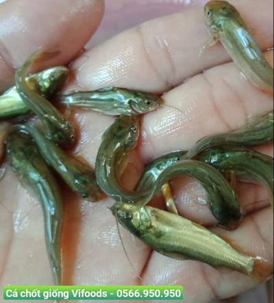 Cá chốt là gì? Quy trình nuôi cá chốt giống