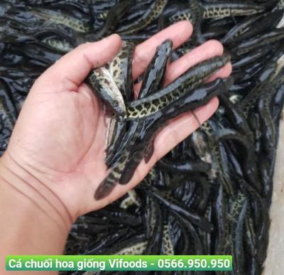 Cá chuối hoa là gì? Giá Cá chuối hoa giống cập nhật 2023