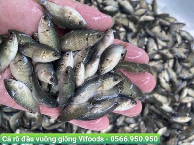 Các loại cá giống nước ngọt phổ biến ở Việt Nam