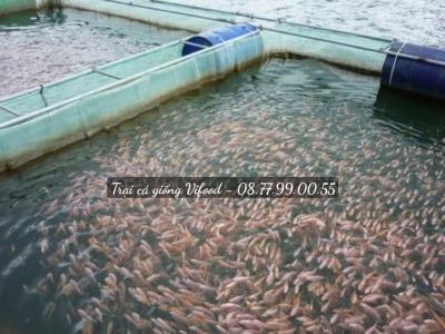 Các loại cá giống tại Vifood - Trại cá giống Vifood