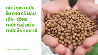 Các loại thức ăn cho cá mau lớn - Công thức chế biến thức ăn cho cá