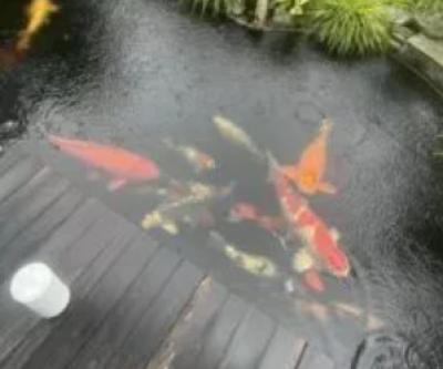 Cách nuôi cá koi ngoài trời