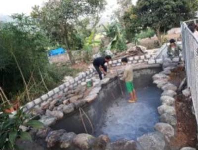 Cách nuôi cá koi Việt