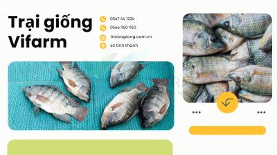 Cập nhật giá cá rô phi giống và thương phẩm mới nhất 2025