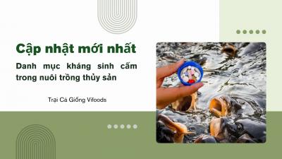 Cập nhật mới nhất về danh mục kháng sinh cấm trong nuôi trồng thủy sản