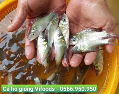 Cung cấp cá hô giống giao tận nơi 