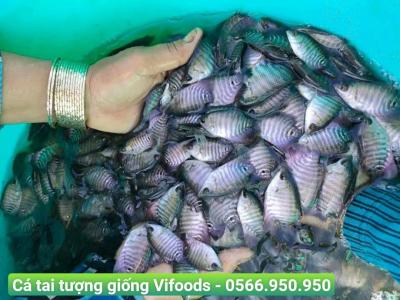 Cung cấp cá tai tượng giống giao tận nơi 