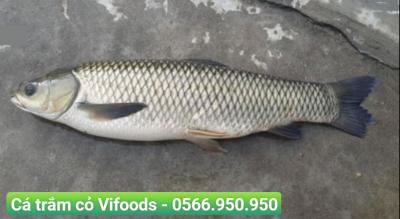 Cung cấp cá trắm cỏ giống giao tận nơi