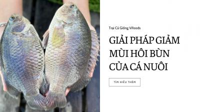 Giải pháp giúp giảm mùi hôi bùn ở cá nước ngọt