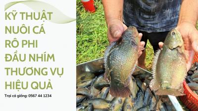 Hướng dẫn kỹ thuật nuôi cá rô đầu nhím thương vụ hiệu quả