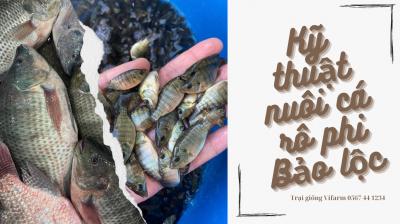 Hướng dẫn kỹ thuật nuôi cá rô phi bảo lộc