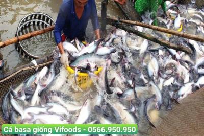 Kỹ thuật nuôi cá basa thương phẩm