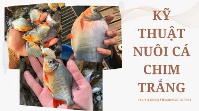 Kỹ thuật nuôi cá chim trắng chi tiết nhất!