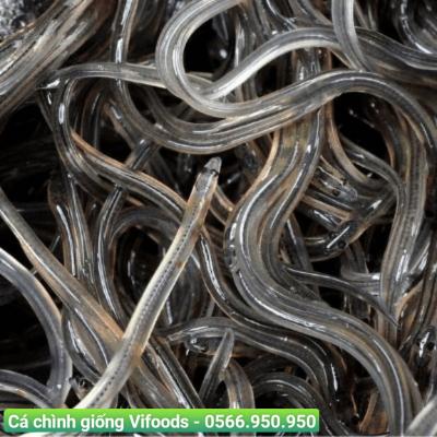 Kỹ thuật nuôi cá chình trong bể xi măng