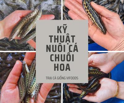 Kỹ thuật nuôi cá chuối hoa chi tiết nhất!