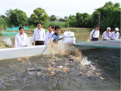 Kỹ thuật nuôi cá lóc trong bể xi măng. Mô hình nuôi cá lóc hiệu quả