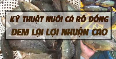 Kỹ thuật nuôi cá rô đồng cho lợi nhuận cao