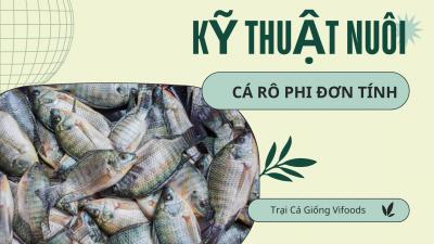 Kỹ Thuật Nuôi Cá Rô Phi Đơn Tính Hiệu Quả