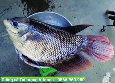 Kỹ thuật nuôi cá tai tượng hiệu quả