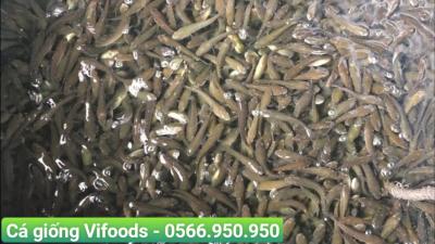 Lắp đặt thiết bị nuôi cá giống