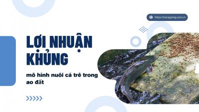 Lợi nhuận khủng từ mô hình nuôi cá trê trong ao đất