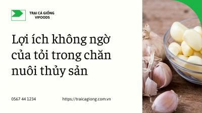 Những lợi ích tuyệt vời của tỏi trong chăn nuôi thủy sản