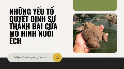 NHỮNG YẾU TỐ QUYẾT ĐỊNH SỰ THÀNH BẠI CỦA MÔ HÌNH NUÔI ẾCH
