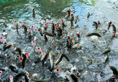 Nuôi Cá Lóc Thương Phẩm