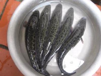 Quy trình kỹ thuật nuôi cá quả (cá lóc)