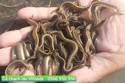 Quy trình nuôi cá chạch lấu thương phẩm