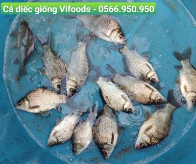 Quy trình nuôi cá diếc giống