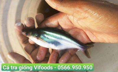 Quy trình nuôi cá tra thương phẩm