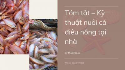 Tóm tắt – Kỹ thuật nuôi cá điêu hồng tại nhà