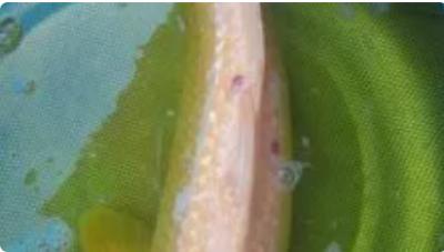 Tổng hợp tất cả các loại bệnh thường gặp ở cá Koi và cách điều trị triệt để