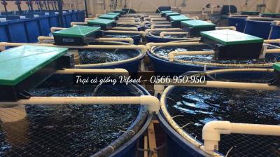 Top 10 Trại cá nổi tiếng, phổ biến nhất tại Bến Tre