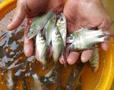 Top 10 Trại cá nổi tiếng, phổ biến nhất tại Bình Dương