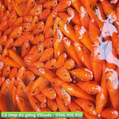 Trại Cá Chép Đỏ Giống Bình Dương - Vifood