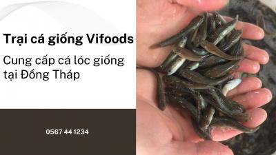 Trại Cá Giống Vifoods – Cung cấp Cá Lóc Giống Tại Đồng Tháp