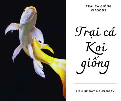 Trại cá koi giống uy tín