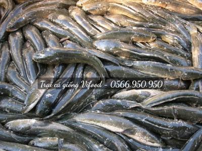 Trại cá lóc giống uy tín Đồng Nai, ship tận nơi