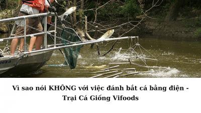 Vì sao không được đánh bắt cá bằng điện?