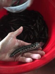 đặc điểm cá chuối hoa