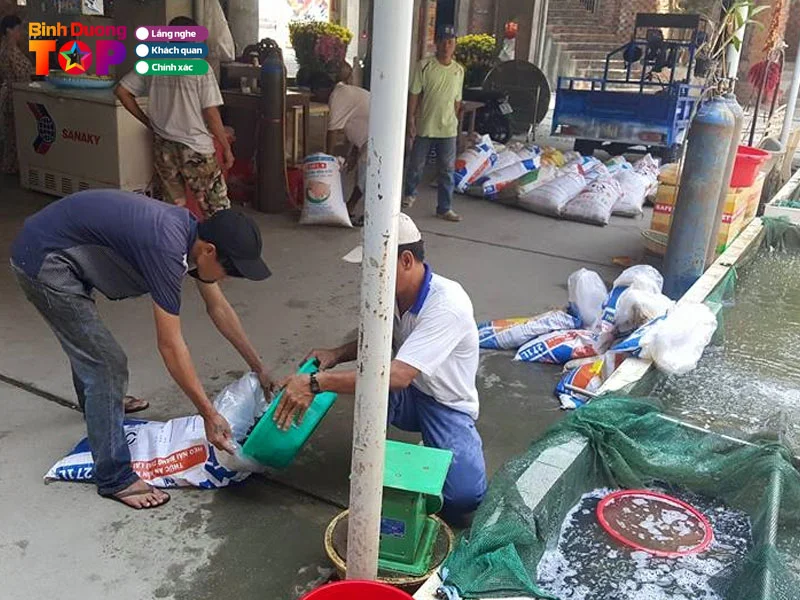 trai-ca-giong-tan-van-binhduongtoplist