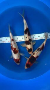 koi goromo giá 2-8 triệu/ con